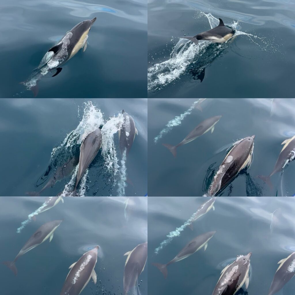 0D031496 385F 4345 886F 439D52F8A854